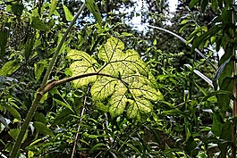 葉,植物,植被