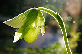 蘭花,花卉,綠色