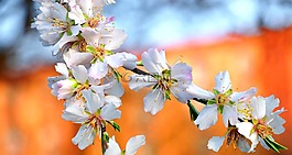 春天,白,杏仁花