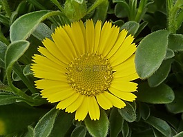 astericus,黄色,植物