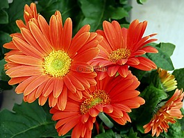 花,橙色雏菊,花的