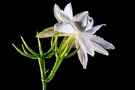 野花,開花,白