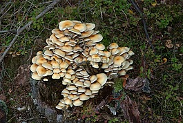 蘑菇,baumschwamm,森林