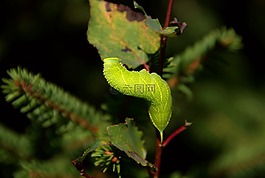 卡特彼勒,動物,性質(zhì)
