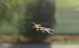 蜘蛛,蜘蛛網,窗口