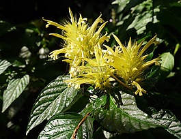 花,鮮花,黃色