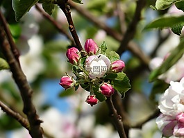 蘋果花,蘋果樹,開花