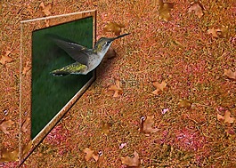 蜂鳥,鳥,3d