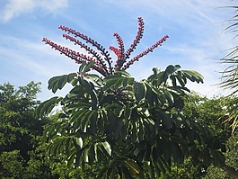 鮮花,樹,綠色