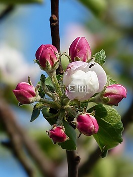 蘋果花,蘋果樹,開花