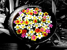 鮮花,禮物,歡迎