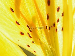 花,關閉了,特寫