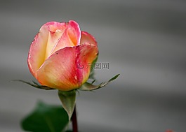 花,玫瑰,花的