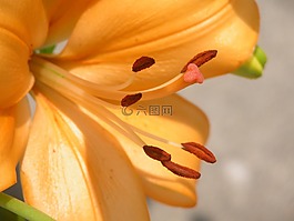 花,關(guān)閉了,特寫