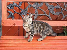猫,小猫,虎斑猫