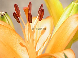 花,关闭了,特写