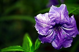 鮮花,紫,紫色的花