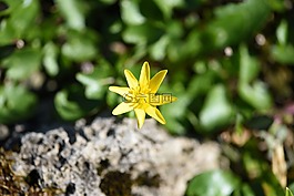 花,黃色,廠