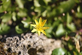 花,黃色,廠