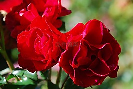 花,玫瑰,性質(zhì)