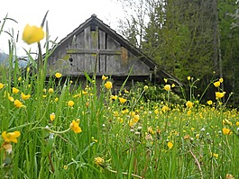 schopf,農(nóng)村,鮮花