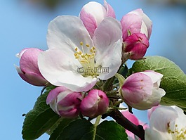 蘋果花,蘋果樹,開花