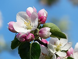 蘋果花,蘋果樹,開花