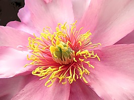 宏观日本牡丹粉红色,花,自然
