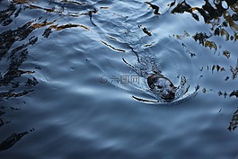 海獅,海洋,海