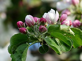 苹果花,苹果树,开花