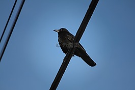 烏鴉,黑色的烏鴉,鳥(niǎo)