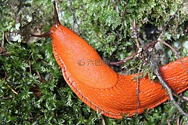 蝸牛,大,橙色
