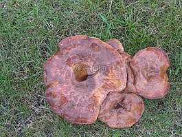 蘑菇,野生,群集