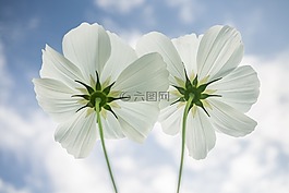 宇宙,秋季,鮮花