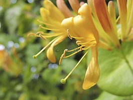 春天,開花,黃色