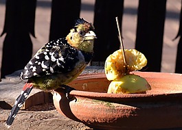 鳥園,食品,蘋果