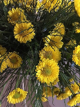 鮮花,花卉,黃色