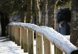 木,雪,冷