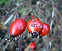 玫瑰果,水果,sammelfrucht