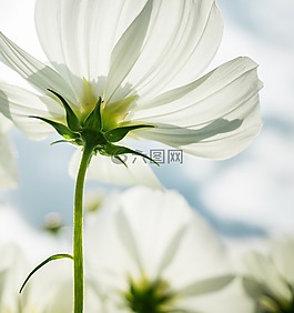 宇宙,秋季,鮮花