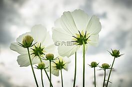 宇宙,秋季,鮮花