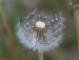蒲公英,种子,普通的蒲公英