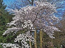 樹(shù),花,春