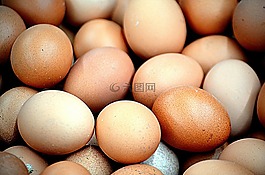 食品,動(dòng)物,雞蛋