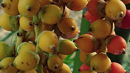 檳榔,兒茶,棕櫚