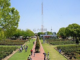 花園,鮮花,植物