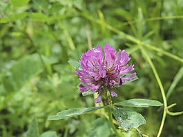 克萊,紫,花
