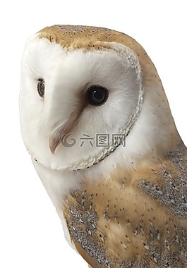 谷倉貓頭鷹,鳥,動(dòng)物