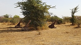 長(zhǎng)頸鹿,野生動(dòng)物園,非洲