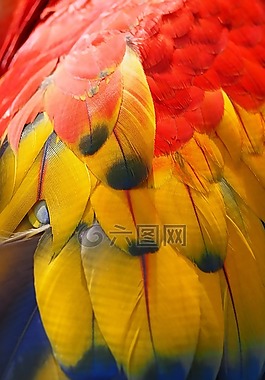 鸚鵡,鳥,動物